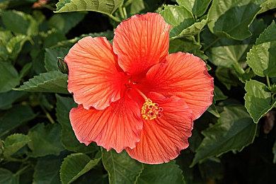 《赛博朋克2077》2.3版更新视频 晶彩车衣智动驾驶